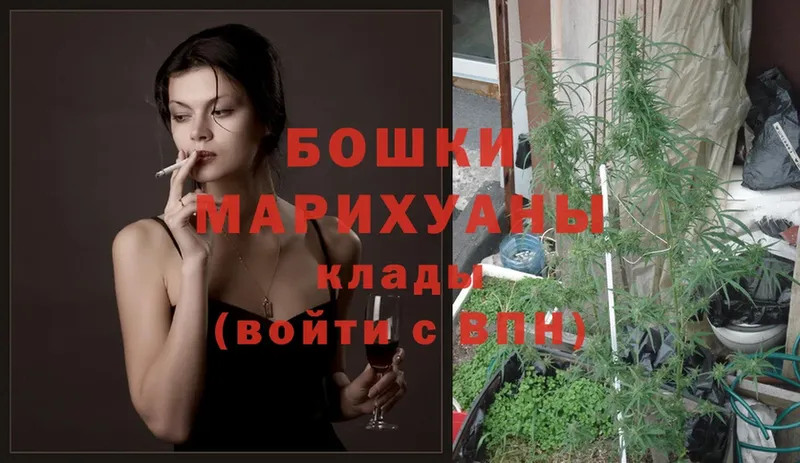 Каннабис OG Kush  Гаджиево 